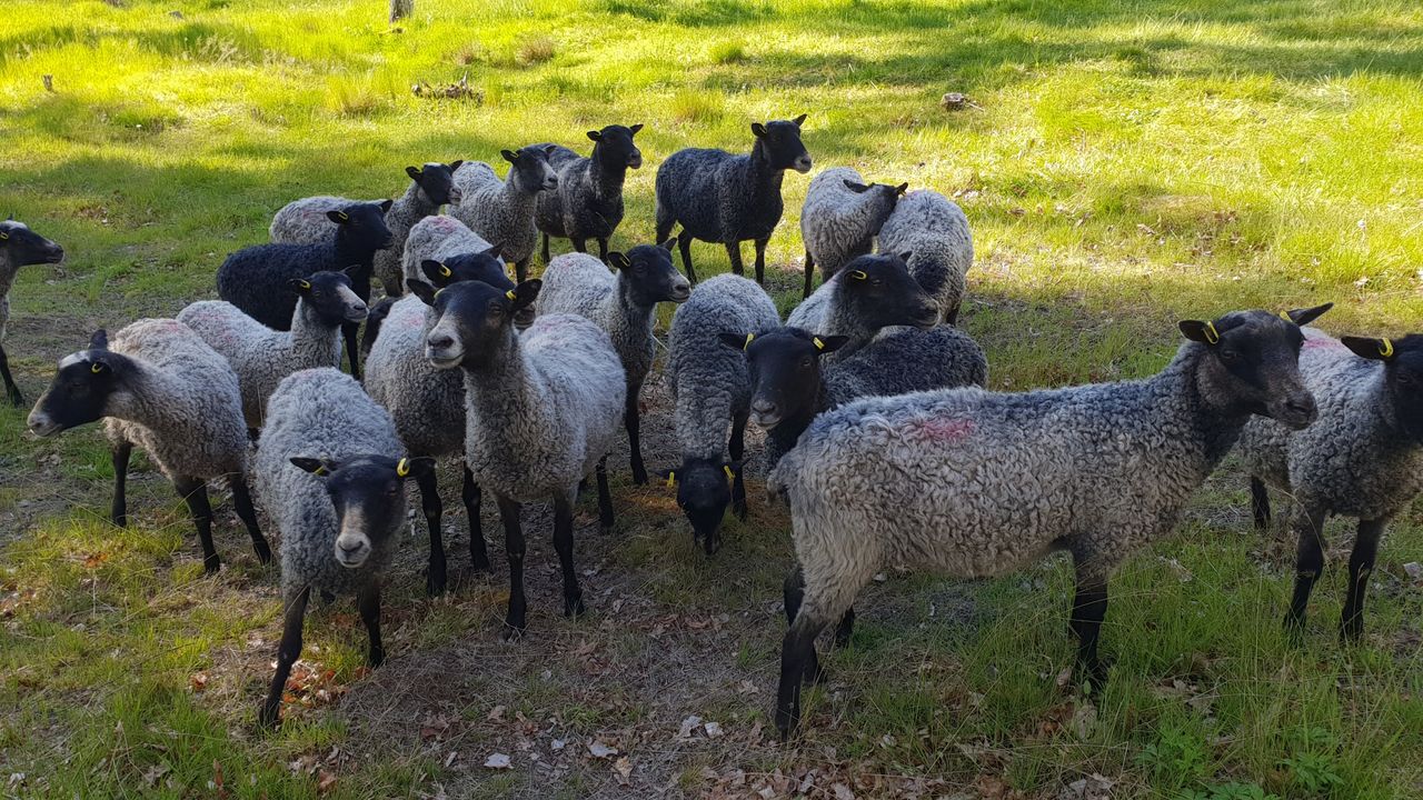 Möjlighet att hyra kajak