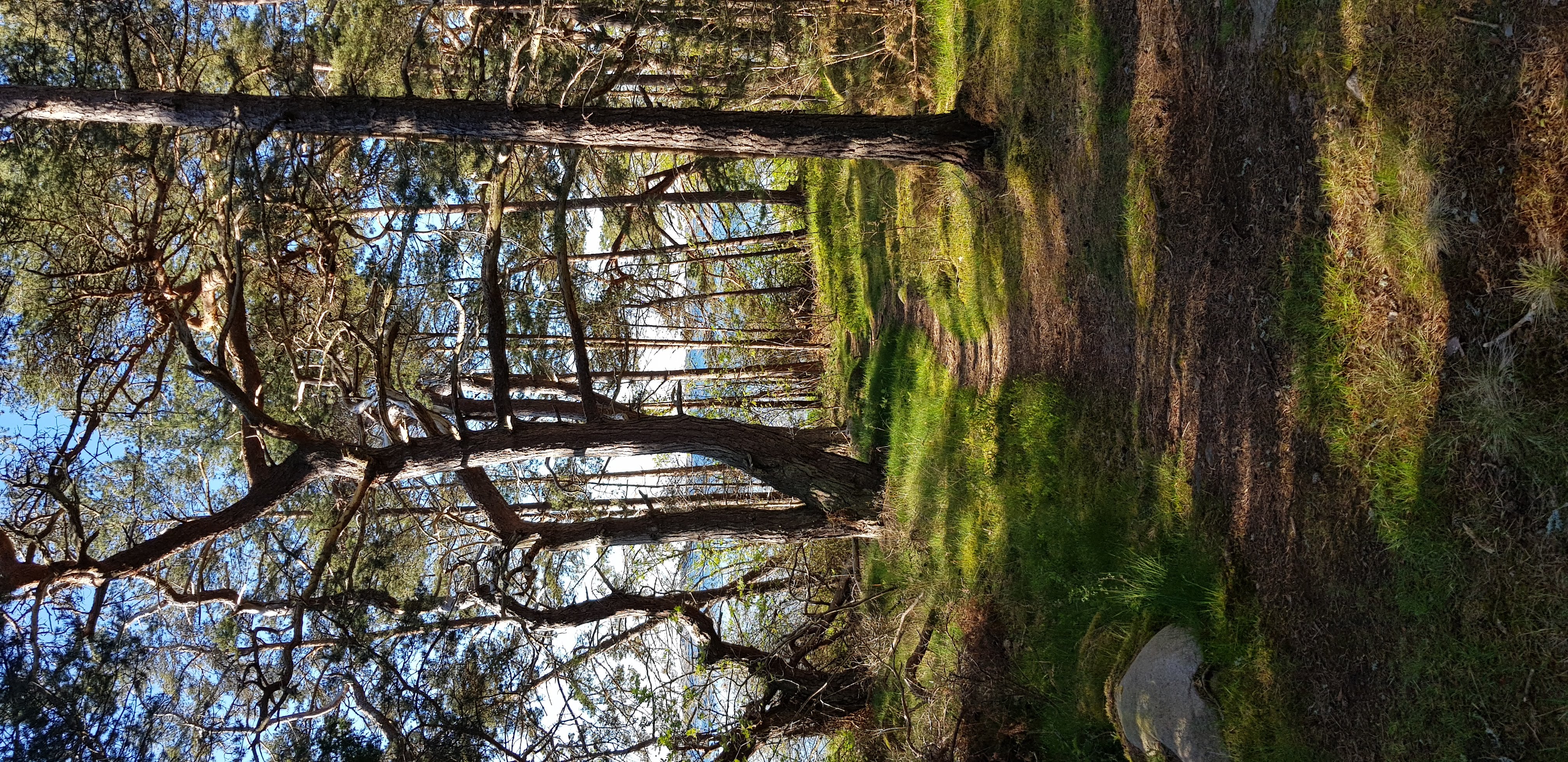 Promenadstig i skogen